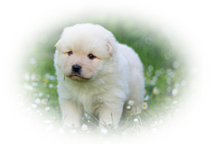 chiot
